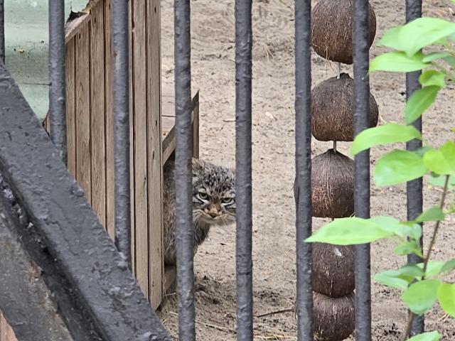 Манулы Новосибирска